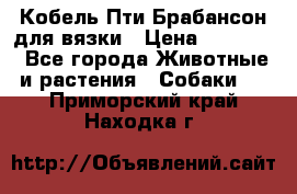 Кобель Пти Брабансон для вязки › Цена ­ 30 000 - Все города Животные и растения » Собаки   . Приморский край,Находка г.